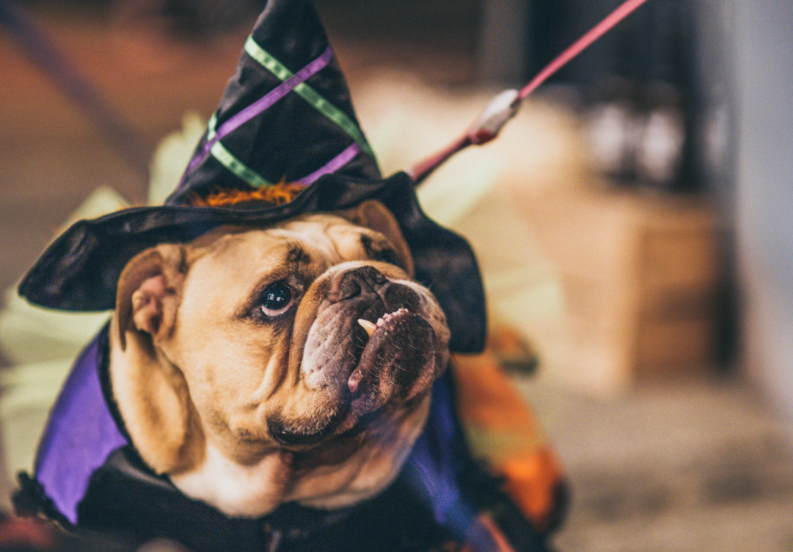 HOWL'OWEEN | Sunday 27th October 12-4 pm 